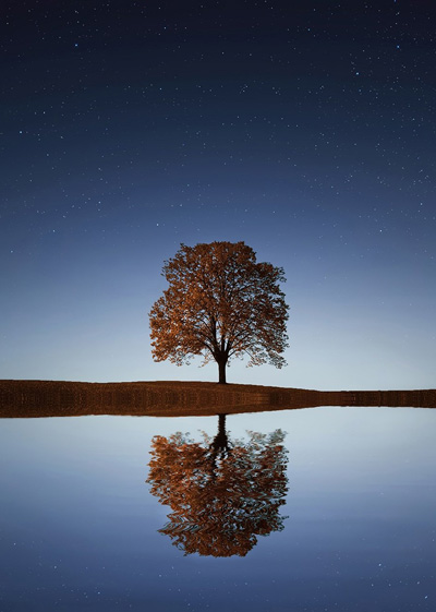 Tree and the night sky